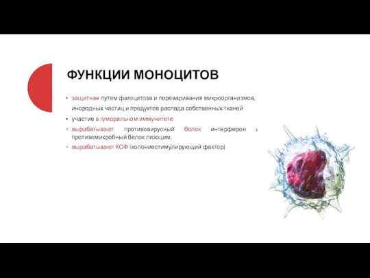 ФУНКЦИИ МОНОЦИТОВ защитная путем фагоцитоза и переваривания микроорганизмов, инородных частиц и продуктов