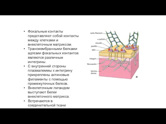 Фокальные контакты клеток Фокальные контакты представляют собой контакты между клетками и внеклеточным