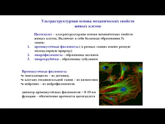 Ультраструктурная основа механических свойств живых клеток Цитоскелет – ультраструктурная основа механических свойств