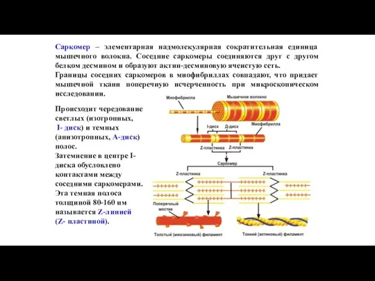 Саркомер – элементарная надмолекулярная сократительная единица мышечного волокна. Соседние саркомеры соединяются друг