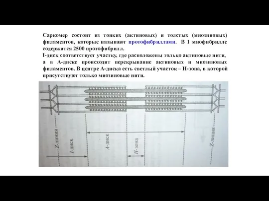 Саркомер состоит из тонких (актиновых) и толстых (миозиновых) филаментов, которые называют протофибриллами.