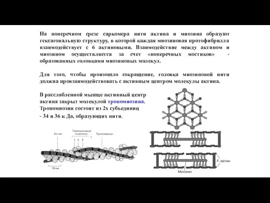 На поперечном срезе саркомера нити актина и миозина образуют гексагональную структуру, в