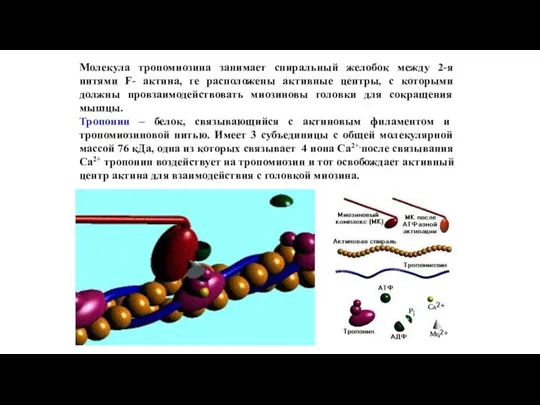 Молекула тропомиозина занимает спиральный желобок между 2-я нитями F- актина, ге расположены