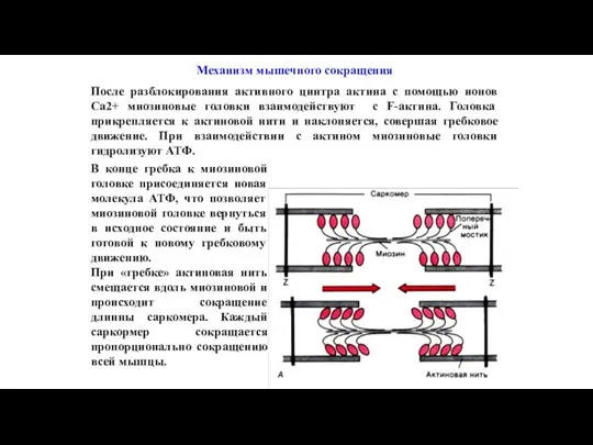 Механизм мышечного сокращения После разблокирования активного цинтра актина с помощью ионов Ca2+