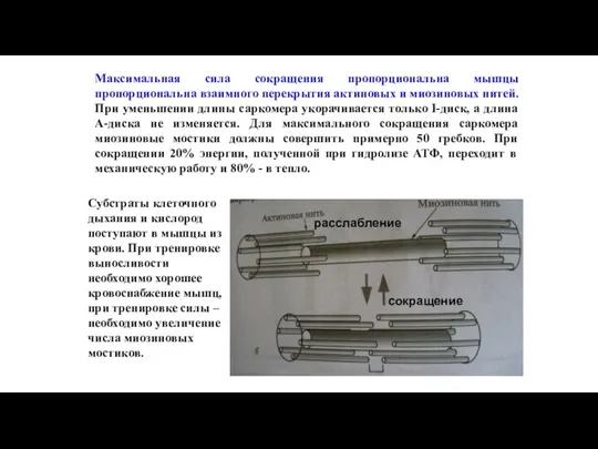 Максимальная сила сокращения пропорциональна мышцы пропорциональна взаимного перекрытия актиновых и миозиновых нитей.