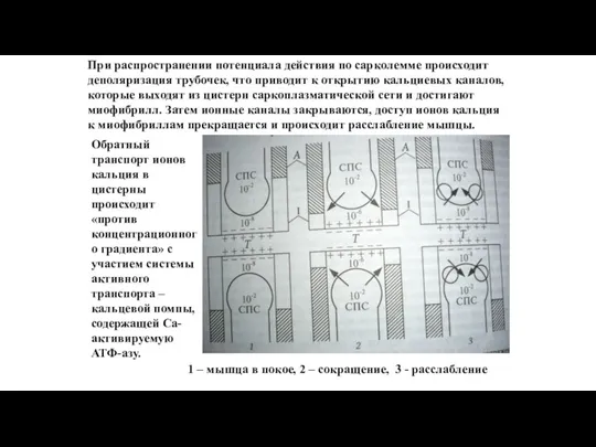 1 – мышца в покое, 2 – сокращение, 3 - расслабление При