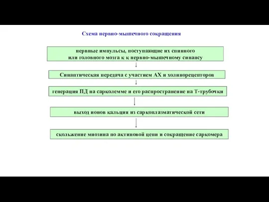 нервные импульсы, поступающие их спинного или головного мозга к к нервно-мышечному синапсу