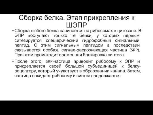 Сборка белка. Этап прикрепления к ШЭПР Сборка любого белка начинается на рибосомах