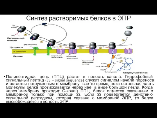 Синтез растворимых белков в ЭПР Полипептидная цепь (ППЦ) растет в полость канала.