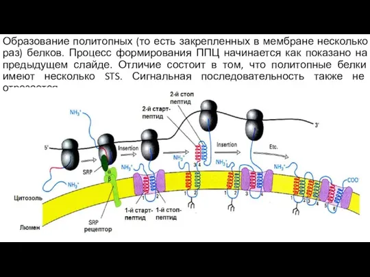 Образование политопных (то есть закрепленных в мембране несколько раз) белков. Процесс формирования