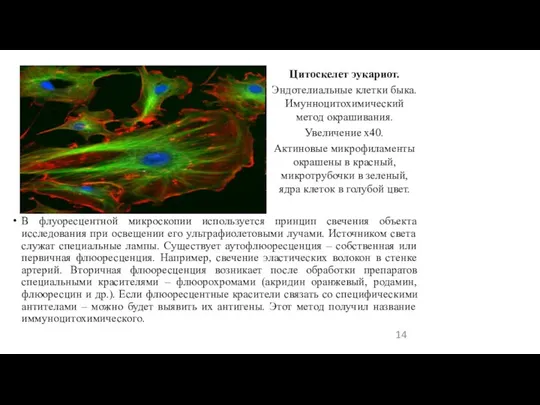 В флуоресцентной микроскопии используется принцип свечения объекта исследования при освещении его ультрафиолетовыми