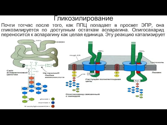 Гликозилирование Почти тотчас после того, как ППЦ попадает в просвет ЭПР, она