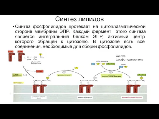 Синтез липидов Синтез фосфолипидов протекает на цитоплазматической стороне мембраны ЭПР. Каждый фермент