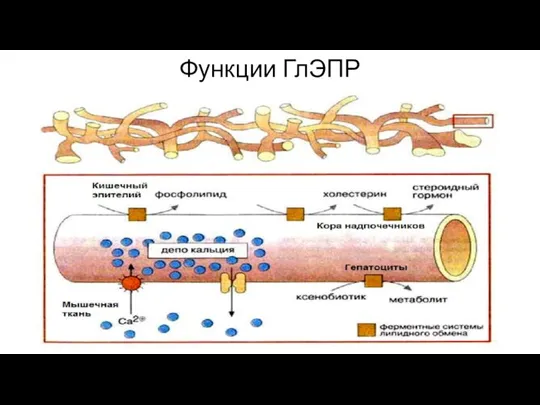 Функции ГлЭПР