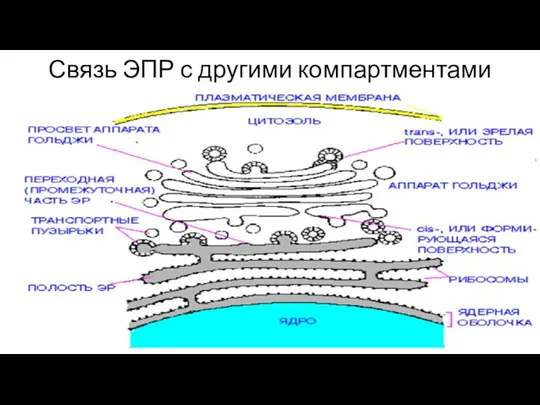 Связь ЭПР с другими компартментами