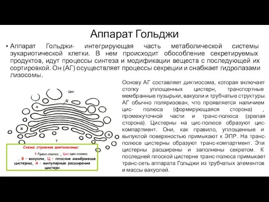 Аппарат Гольджи Аппарат Гольджи- интегрирующая часть метаболической системы эукариотической клетки. В нем