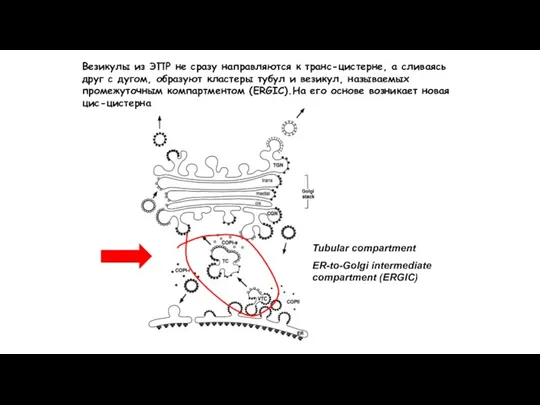 Tubular compartment ER-to-Golgi intermediate compartment (ERGIC) Везикулы из ЭПР не сразу направляются