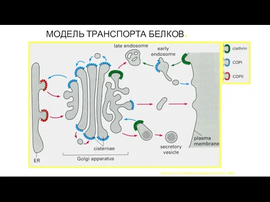 МОДЕЛЬ ТРАНСПОРТА БЕЛКОВ. Alberts B. et al «Molecular Biology of the Cell», 2002