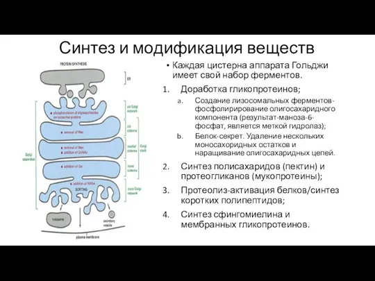 Синтез и модификация веществ Каждая цистерна аппарата Гольджи имеет свой набор ферментов.