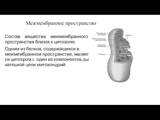 Межмембранное пространство Состав вещества межмембранного пространства близок к цитозолю. Одним из белков,