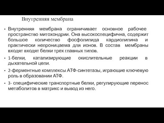 Внутренняя мембрана Внутренняя мембрана ограничивает основное рабочее пространство митохондрии. Она высокоспецифична, содержит