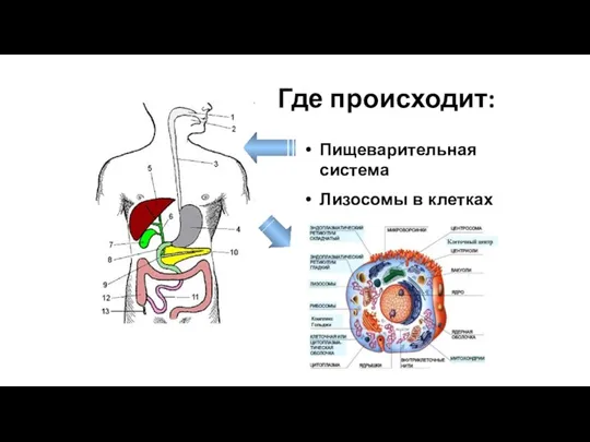 Где происходит: Пищеварительная система Лизосомы в клетках