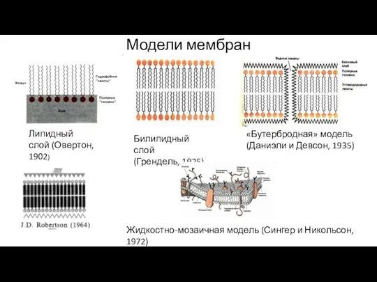 Модели мембран Липидный слой (Овертон, 1902) Билипидный слой (Грендель, 1925) «Бутербродная» модель