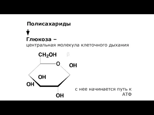 Глюкоза – центральная молекула клеточного дыхания Полисахариды β с нее начинается путь к АТФ