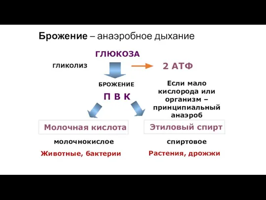 ГЛЮКОЗА П В К 2 АТФ Брожение – анаэробное дыхание Если мало