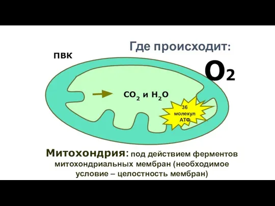 О2 Митохондрия: под действием ферментов митохондриальных мембран (необходимое условие – целостность мембран)