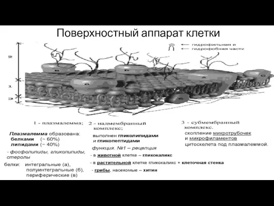 Поверхностный аппарат клетки