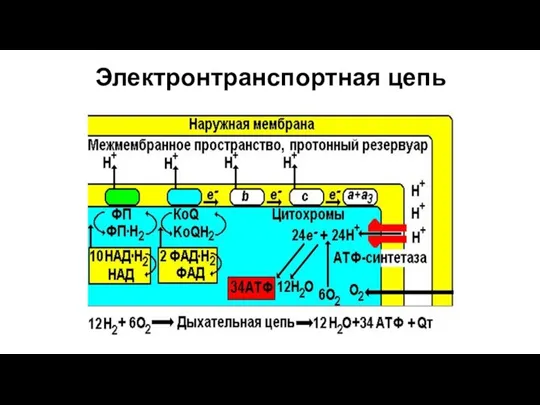 Электронтранспортная цепь