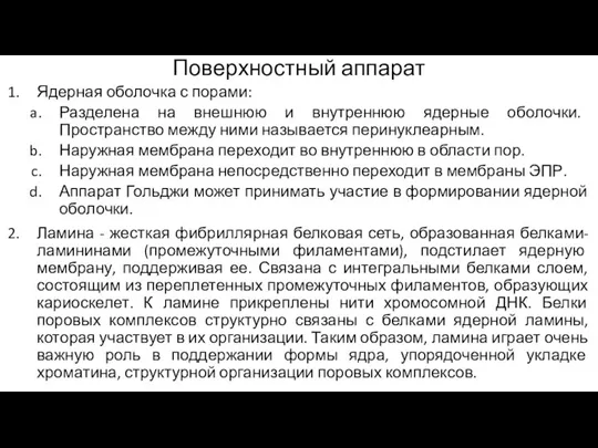 Поверхностный аппарат Ядерная оболочка с порами: Разделена на внешнюю и внутреннюю ядерные