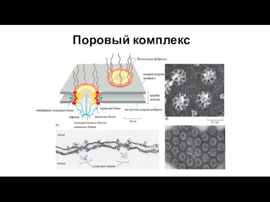 Поровый комплекс