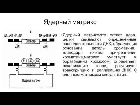 Ядерный матрикс Ядерный матрикс-это скелет ядра. Белки связывают определенные последовательности ДНК, образующие