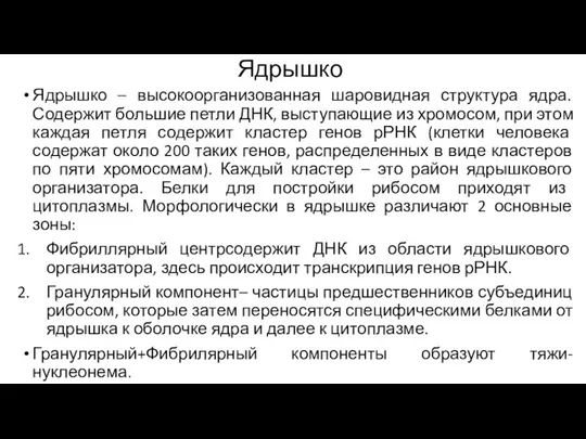 Ядрышко Ядрышко – высокоорганизованная шаровидная структура ядра. Содержит большие петли ДНК, выступающие