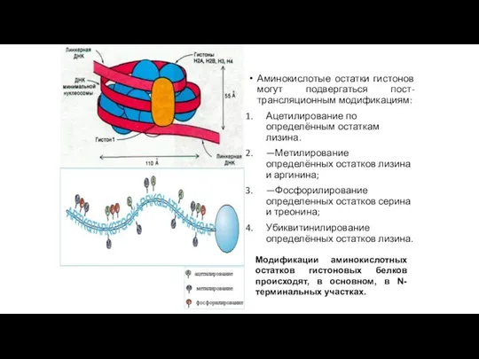 Аминокислотые остатки гистонов могут подвергаться пост-трансляционным модификациям: Ацетилирование по определённым остаткам лизина.