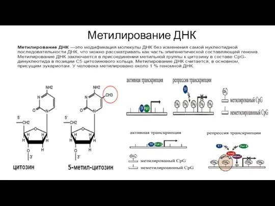 Метилирование ДНК