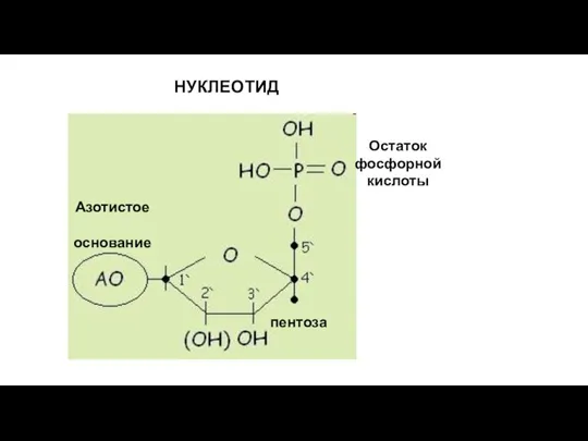 НУКЛЕОТИД Остаток фосфорной кислоты пентоза Азотистое основание
