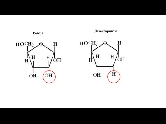Рибоза Дезоксирибоза