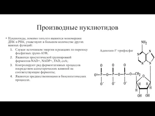 Производные нуклиотидов Нуклиотиды, помимо того,что являются мономерами ДНК и РНК, учавствуют в