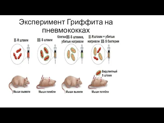 Эксперимент Гриффита на пневмококках