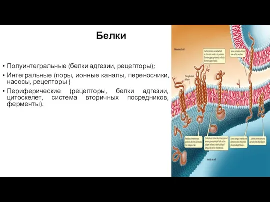 Белки Полуинтегральные (белки адгезии, рецепторы); Интегральные (поры, ионные каналы, переносчики, насосы, рецепторы