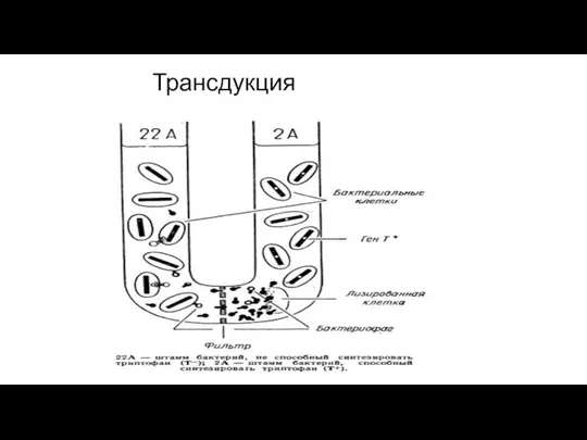 Трансдукция