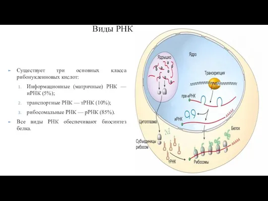Виды РНК Существует три основных класса рибонуклеиновых кислот: Информационные (матричные) РНК —
