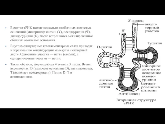 В состав тРНК входят несколько необычных азотистых оснований (минорных): инозин (Y), псевдоуридин