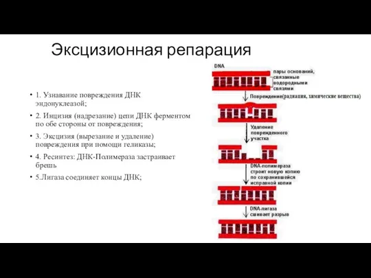 Эксцизионная репарация 1. Узнавание повреждения ДНК эндонуклеазой; 2. Инцизия (надрезание) цепи ДНК