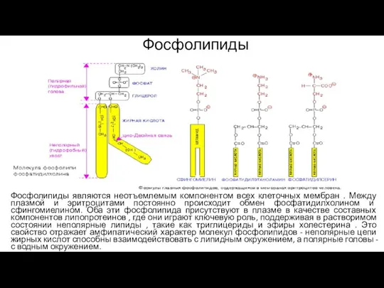 Фосфолипиды Фосфолипиды являются неотъемлемым компонентом всех клеточных мембран . Между плазмой и