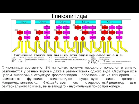 Гликолипиды Гликолипиды составляют 5% липидных молекул наружного монослоя и сильно различаются у