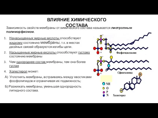 ВЛИЯНИЕ ХИМИЧЕСКОГО СОСТАВА Зависимость свойств мембраны от химического состава называется лиотропным полиморфизмом.